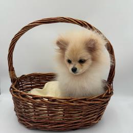 Blanco - Cream male Pomeranian puppy in Phoenix, Arizona from Luxpomz