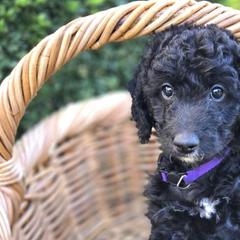 Golden Mountain Doodles from Hopes Angels Mini Doodles