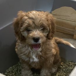 Cavapoo Puppies from Wednesday & Co