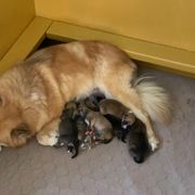 Icelandic Sheepdog Puppies from Paula Sanderson's Icelandic Sheepdogs