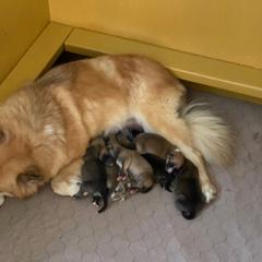 Icelandic Sheepdog Puppies from Paula Sanderson's Icelandic Sheepdogs