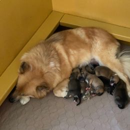 Icelandic Sheepdog Puppies from Paula Sanderson's Icelandic Sheepdogs
