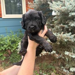 Gerald - male Double Doodle puppy in Blue Springs, Missouri from Jeanie’s Doodles