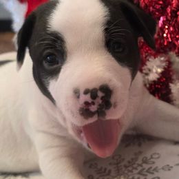 Thor - White and black male Rat Terrier puppy in Ukiah, California from Mysthaven Rat Terriers