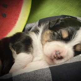 Australian Shepherd Puppies from Mountain Trail Aussies