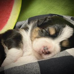 Australian Shepherd Puppies from Mountain Trail Aussies