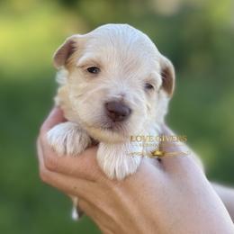 AKC Wheaten Girl 3 - Wheaten female Miniature Schnauzer puppy in Lake Placid, Florida from Love Giver Schnauzers