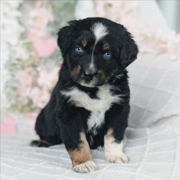 Boy 3 Blue - Black tri-color male Australian Shepherd puppy in Yakima, Washington from Naches Heights Ranch