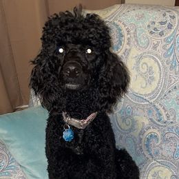 Goldendoodles and Poodles from Necol3s Pooches