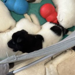 Akita Puppies from Gloe Akita's