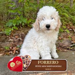 Forrero - Brown and white male Sheepadoodle puppy in Cleveland, Tennessee from Narrow Path Old English & Sheepadoodles