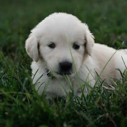 Girl 2 ( Reserved for Debbie and Ron ) - Light golden female Golden Retriever puppy in Murfreesboro, Tennessee from ATW Retrievers