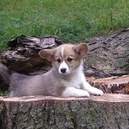 Calla - Pembroke Welsh Corgi puppy in Unionville, Missouri from Roger That Corgi