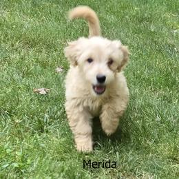 Merida - Cream female Goldendoodle puppy in Milford, Michigan from Servant Kennel