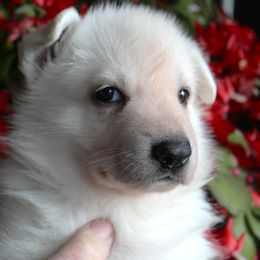 B - White male German Shepherd puppy in Yakima, Washington from Bahr-S German Shepherds