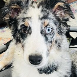 June - Australian Shepherd