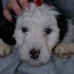 Bernedoodles and Cockapoos from Sassy Bob’s Dogs