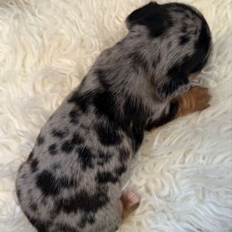 Boy 1  ONLY FILL OUT AN APPLICATION IF SERIOUS - Dapple male Dachshund puppy in Wisconsin from Sabe and Shabe’s Doxies