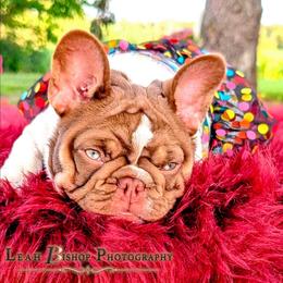 Ivoire - Tricolors female French Bulldog puppy in Fort Atkinson, Wisconsin from Bishop Bullyz