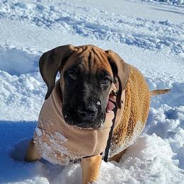 Great Danes from Noctua Kennels