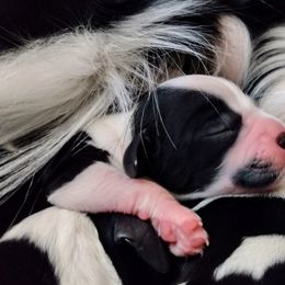 English Springer Spaniels from Canyon Sage Springers