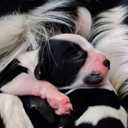 English Springer Spaniels from Canyon Sage Springers