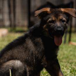 Girl 2 - Sable female German Shepherd puppy in Tamiami, Florida from Vom MontHaus