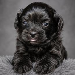 Willow - Black female Shihpoo puppy in Delphos, Ohio from Route 66 Poodles & Doodles, Sapphire Shih-tzu's of Ohio