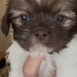Sade - Liver and white female Shih Tzu puppy in Fontana, California from Loraine Bailey