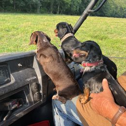 Dachshund All Grown Up from The Weiner Farm