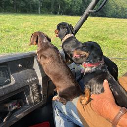 Dachshund All Grown Up from The Weiner Farm
