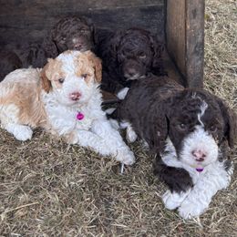 Lagotto Romagnolo Puppies from Stan and Merrie's Lagotto Romagnolo