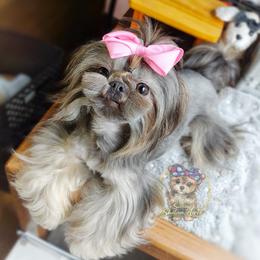 Bluebell - Shih Tzu