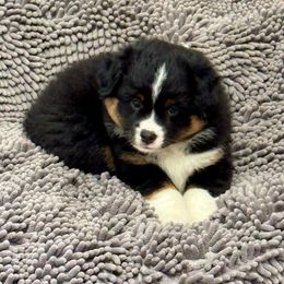 Miniature Australian Shepherd and Toy Australian Shepherd Puppies from Popparosa Toy & Mini Aussies