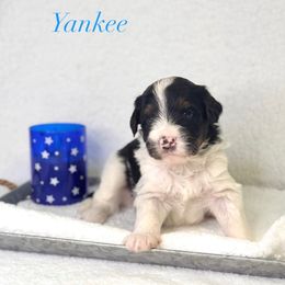 Yankee - Tri-color male Bernedoodle puppy in Williamson, New York from Lakeside Doodles