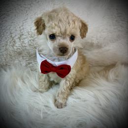 Tiny Lakin - Cream male Poodle puppy in Newcomerstown, Ohio from Sheri’s Lil Angel’s