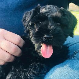 Miniature Schnauzer Puppies from Circle R Ranch