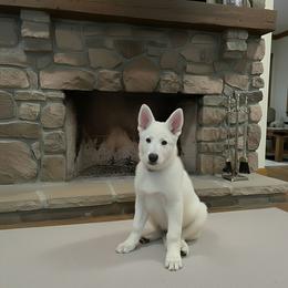 Grey Collar  (Kohl) - White male Berger Blanc Suisse puppy in Rice Lake, Wisconsin from Windswept White Swiss Shepherds