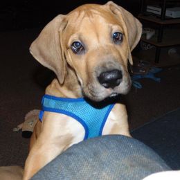 Great Dane and Yorkshire Terrier Puppies from Chuck City Danes