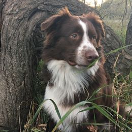 Charlie - Miniature Australian Shepherd