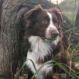 Charlie - Miniature Australian Shepherd