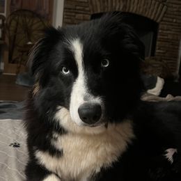 Nova  - Australian Shepherd