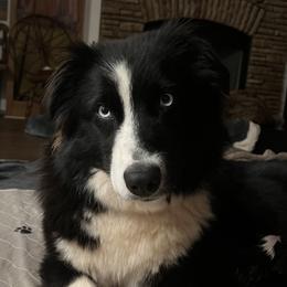 Nova  - Australian Shepherd