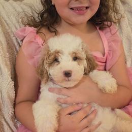 Acorn - Parti male Goldendoodle puppy in Orange Park, Florida from Evergrace Farm Doodles