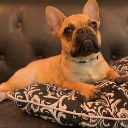 French Bulldog Puppies from Creekside