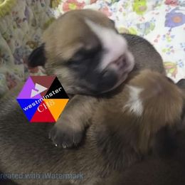 Bulldog Puppies from Westminster CH8