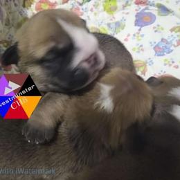 Bulldog Puppies from Westminster CH8
