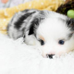 Miniature Australian Shepherd and Toy Australian Shepherd Puppies from Magnolia Hills Farm