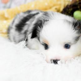 Miniature Australian Shepherd and Toy Australian Shepherd Puppies from Magnolia Hills Farm