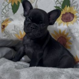 Girl 2 - Black female French Bulldog puppy in San Bernardino County, Arizona from Majestic Frenchies